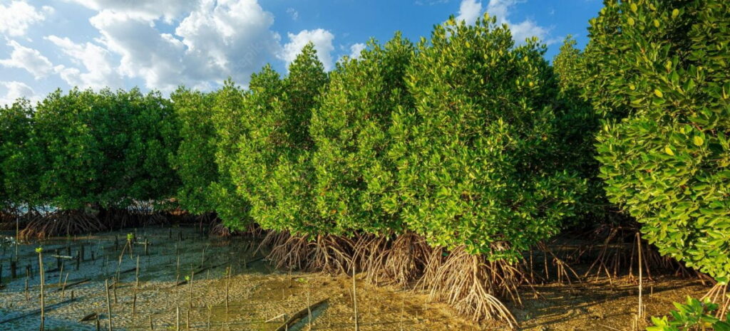 Vegetação de mangue