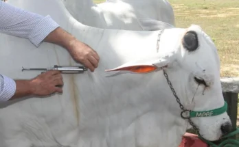 gado sendo vacinado