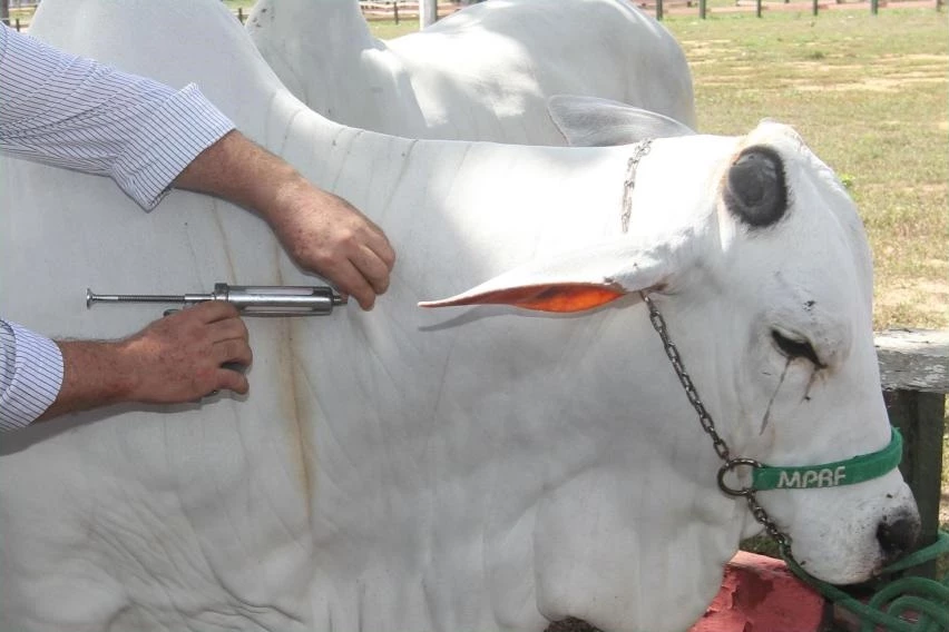 gado sendo vacinado